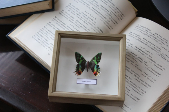 木製蝶々標本ブローチ「ニシキオオツバメガ/urania croesus」 2枚目の画像