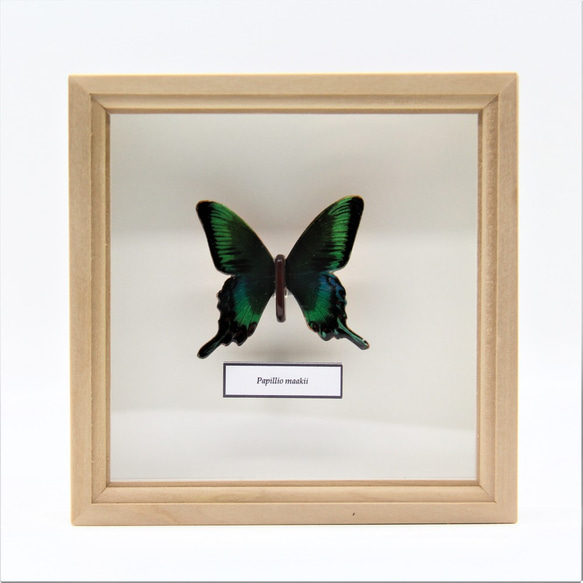木製蝶々標本ブローチ「ミヤマカラスアゲハ/papillio maakii」 8枚目の画像