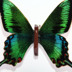 木製蝶々標本ブローチ「ミヤマカラスアゲハ/papillio maakii」 9枚目の画像