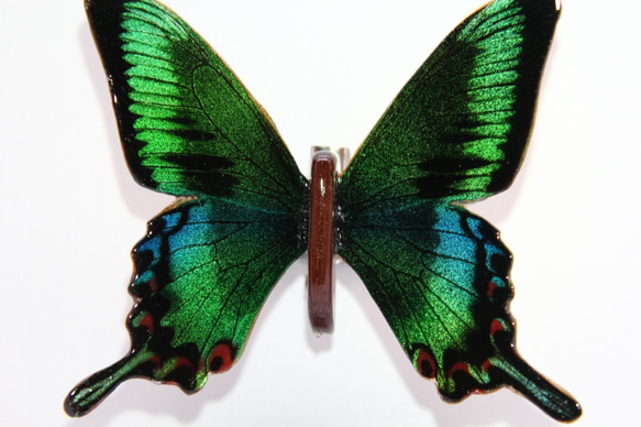 木製蝶々標本ブローチ「ミヤマカラスアゲハ/papillio maakii」 9枚目の画像
