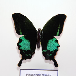 木製蝶々標本ブローチ 「ルリモンアゲハ/papillio paris tamilana」 3枚目の画像