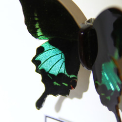 木製蝶々標本ブローチ 「ルリモンアゲハ/papillio paris tamilana」 8枚目の画像