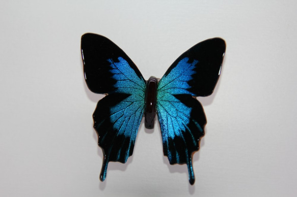 木製蝶々標本ブローチ 「オオルリアゲハ/papillio urysseses