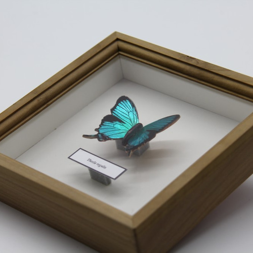 木製蝶々標本ブローチ 「オオクジャクシジミ/thecla regalis