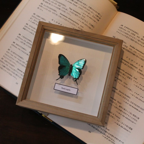 木製蝶々標本ブローチ 「オオクジャクシジミ/thecla regalis