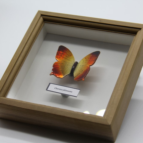 木製蝶々標本ブローチ 「ネジロフタオチョウ/Charaxes fulvescens