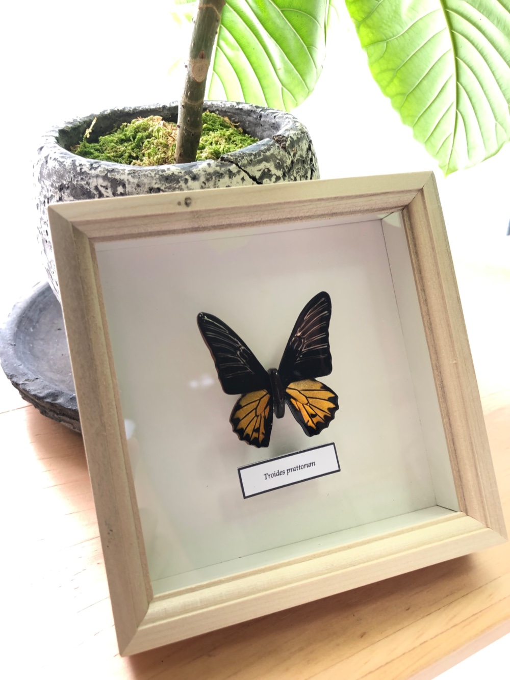 木製蝶々標本ブローチ 「ブルキシタアゲハ/troides prattorum