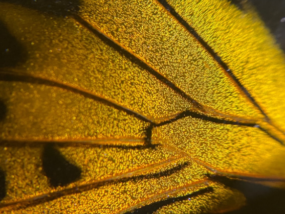 木製蝶々標本ブローチ 「ブルキシタアゲハ/troides prattorum 」 8枚目の画像