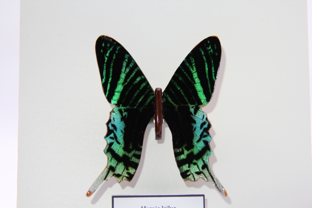木製蝶々標本ブローチ 「ウラニアツバメガ/Urania Leilas 」