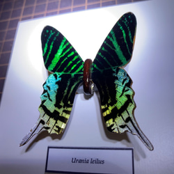 木製蝶々標本ブローチ 「ウラニアツバメガ/Urania Leilas 」 3枚目の画像