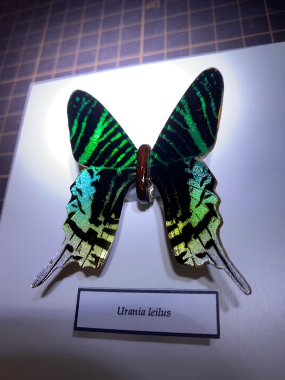 木製蝶々標本ブローチ 「ウラニアツバメガ/Urania Leilas 」 3枚目の画像