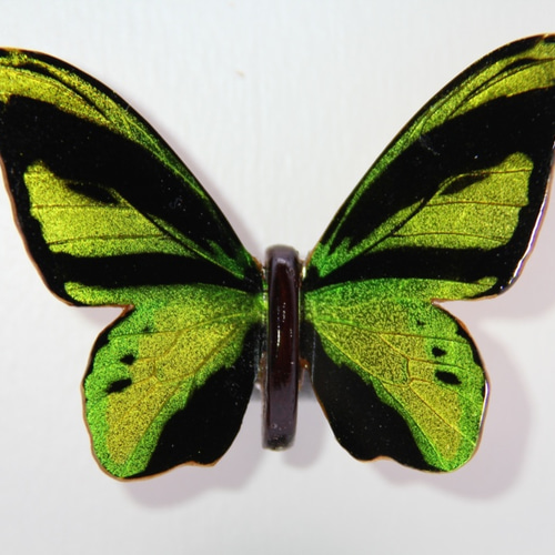 木製蝶々標本ブローチ 「キマエラトリバネアゲハ/ornithoptera