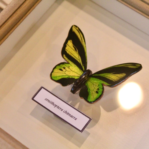 木製蝶々標本ブローチ 「キマエラトリバネアゲハ/ornithoptera