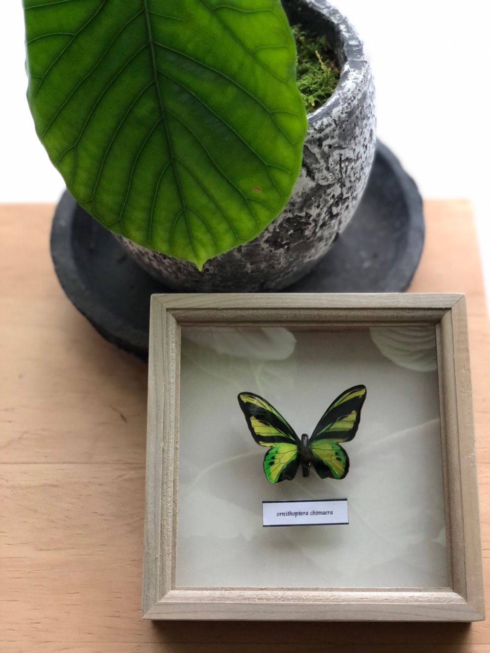 希少 エラートドクチョウ等南米蝶標本採取現状品のみケース42x32x6cm 希少 エラートドクチョウ等南米蝶標本採取現状品のみケース42x32x6cm