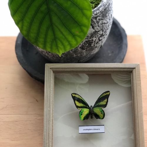 木製蝶々標本ブローチ 「キマエラトリバネアゲハ/ornithoptera
