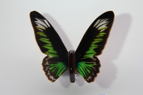 木製蝶々標本ブローチ 「アカエリトリバネアゲハ/trogonoptera brooks Ana 」 1枚目の画像