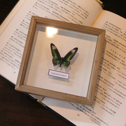木製蝶々標本ブローチ 「アカエリトリバネアゲハ/trogonoptera brooks Ana 」 4枚目の画像