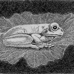 蓮の上の蛙/銅版画 (作品のみ） 2枚目の画像