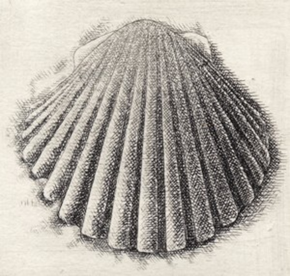 貝殻・F / 銅版画 (額なし） 2枚目の画像