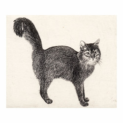 シッポの大きな猫 / 銅版画 (作品のみ） 2枚目の画像