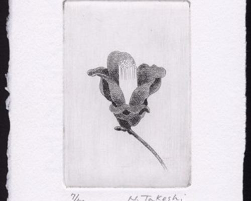銅版画 椿・2011C / 銅版画 (額なし） 版画 Atelie Gray 通販 1663333
