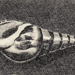 貝殻・C / 銅版画 (作品のみ） 2枚目の画像