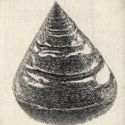 貝殻・E / 銅版画 (作品のみ） 2枚目の画像