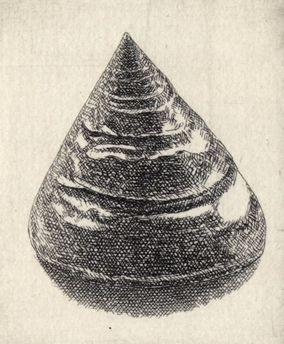 貝殻・E / 銅版画 (作品のみ） 2枚目の画像