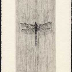 Tom　銅版画手彩色　昆虫　トンボ　フレーム付 秋・とんぼ / 銅版画 (作品のみ） 版画 Atelie Gray 通販