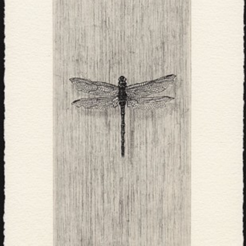 秋・とんぼ / 銅版画 (作品のみ） 版画 Atelie Gray 通販