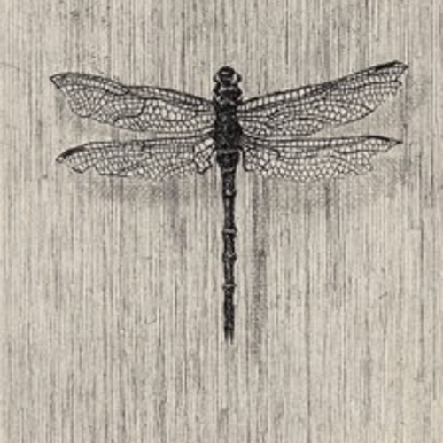 Tom　銅版画手彩色　昆虫　トンボ　フレーム付 it-65e5116613adb-1200.jpg