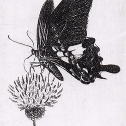 蝶とアザミ / 銅版画 (額あり） 4枚目の画像