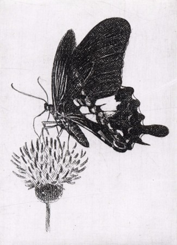 蝶とアザミ / 銅版画 (額あり） 4枚目の画像