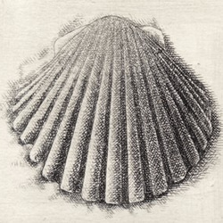 貝殻・F / 銅版画 (額あり） 4枚目の画像