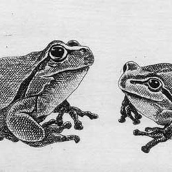 二匹の蛙/ 銅版画（作品のみ） 2枚目の画像