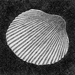 貝殻・G / 銅版画 (額あり） 4枚目の画像