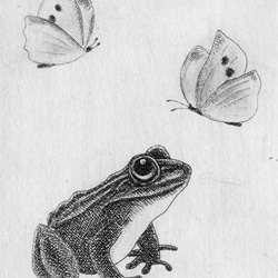 蝶と蛙 / 銅版画 (額あり） 4枚目の画像