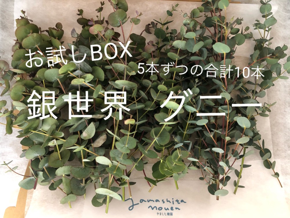 [814] 実付きユーカリと銀世界、ミモザとアナベルのスワッグ　42cm