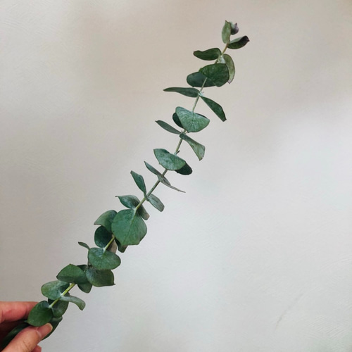 人気の2種セット 銀世界 & グニー ユーカリ 10本 セミドライ リースや