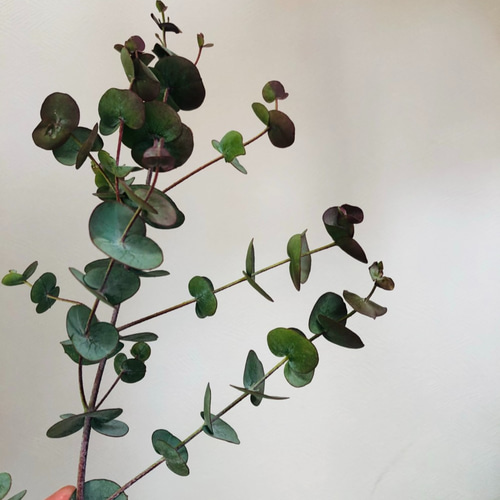 人気の2種セット 銀世界 & グニー ユーカリ 10本 セミドライ リースや