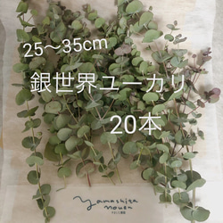shiユーカリ銀世界 ユーカリ 銀世界 【花木苗 3.5号】｜ 【植物のITANSE