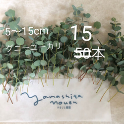 ユーカリ　5〜15cm 15本 グニー セミドライ　松山グニー　 農家のユーカリ　花材 1枚目の画像