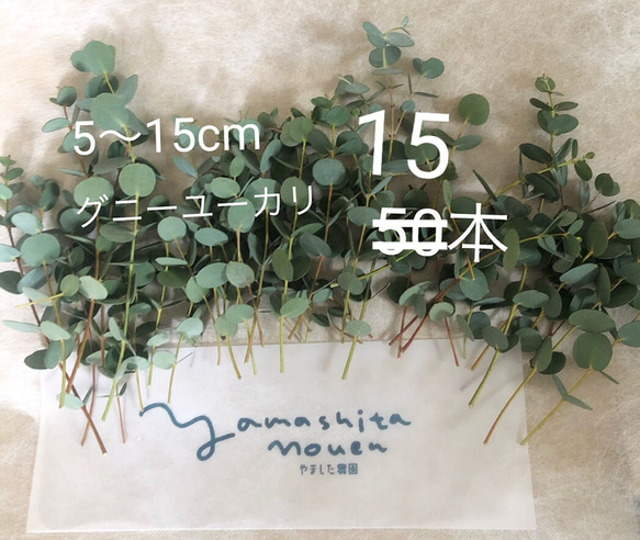 ユーカリ　5〜15cm 15本 グニー セミドライ　松山グニー　 農家のユーカリ　花材 1枚目の画像