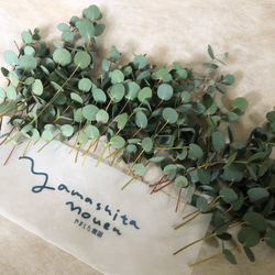 ユーカリ　5〜15cm 15本 グニー セミドライ　松山グニー　 農家のユーカリ　花材 4枚目の画像