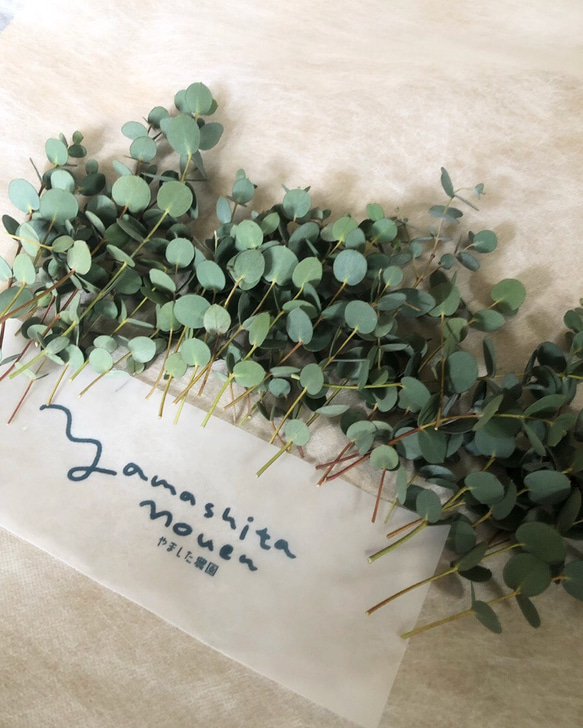 ユーカリ　5〜15cm 15本 グニー セミドライ　松山グニー　 農家のユーカリ　花材 4枚目の画像