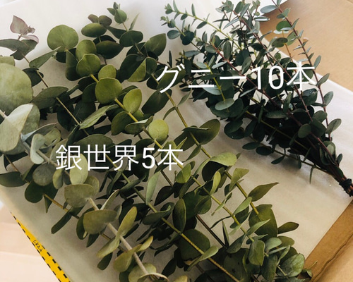 ユーカリ　ビバーナム⑤  ドライフラワー　42cm ドライフラワー 『ユーカリ細葉 グリーン AN80024-51A』 asca