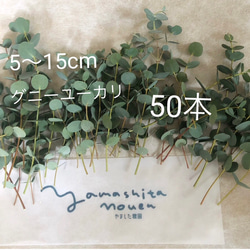 ユーカリ 5〜15cm 50本　セミドライ　グニー　松山グニー　農家のユーカリ 1枚目の画像