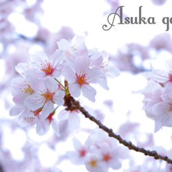桜のネックレス（大） 5枚目の画像