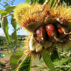 栗山特産「栗山栗」たっぷりのパウンドケーキ(まるまる2本入り） 7枚目の画像