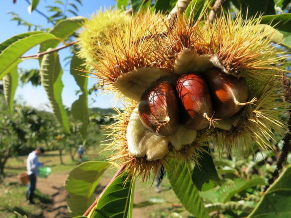 栗山特産「栗山栗」たっぷりのパウンドケーキ(まるまる2本入り） 7枚目の画像